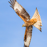Buy canvas prints of Spread your wings  by Philip Male