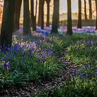Buy canvas prints of Deep in the Bluebell wood by Philip Male