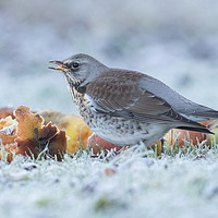 Buy canvas prints of A touch of frost by Philip Male