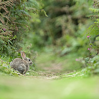 Buy canvas prints of Watership Down by Philip Male