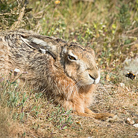 Buy canvas prints of Bee (Aw)hare by Philip Male
