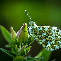 Buy canvas prints of Orange Tip by Philip Male