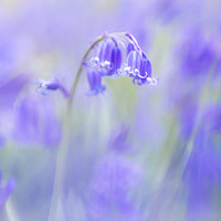 Buy canvas prints of Bluebells by Philip Male
