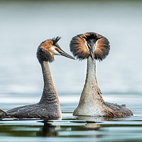 Buy canvas prints of The mating game by Philip Male
