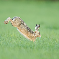 Buy canvas prints of Hare I go by Philip Male