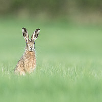 Buy canvas prints of Whistling Hare by Philip Male