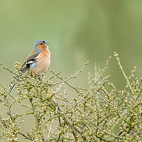 Buy canvas prints of Singing Chaffinch by Philip Male