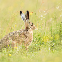 Buy canvas prints of Hare comes Summer by Philip Male