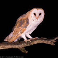 Buy canvas prints of Barn Owl at night by Philip Male