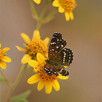 Buy canvas prints of butterfly enjoying nodding bur marigolds by john kolenberg