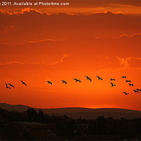 Buy canvas prints of birds flying in  crimson sunset by john kolenberg