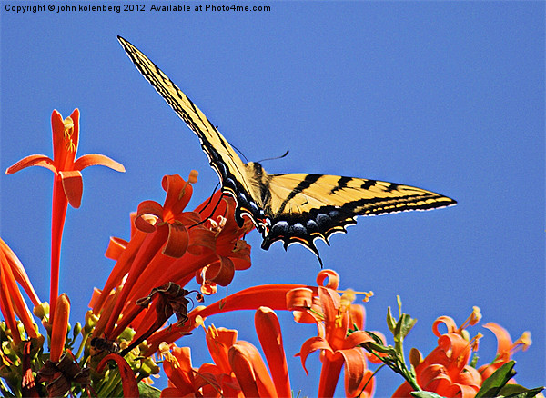 swallowtail butterfly Picture Board by john kolenberg