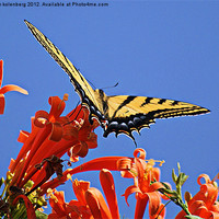 Buy canvas prints of swallowtail butterfly by john kolenberg