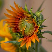 Buy canvas prints of beautiful sunflower by john kolenberg