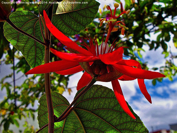  red passion flower Picture Board by john kolenberg