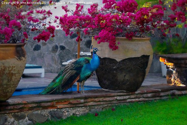  peacock at poolside Picture Board by john kolenberg