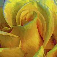 Buy canvas prints of  painted yellow rose by john kolenberg