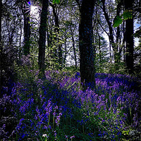 Buy canvas prints of bluebells at dusk by Andrew Driver