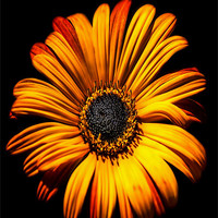 Buy canvas prints of Gerbera by Andrew Driver