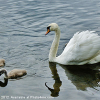 Buy canvas prints of Swan and cygnets by Craig Cheeseman