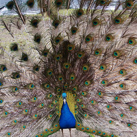 Buy canvas prints of Peacock by Craig Cheeseman