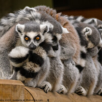 Buy canvas prints of Lemurs by Alan Kirkby