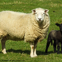 Buy canvas prints of Sheep and Lamb by Alan Kirkby