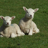 Buy canvas prints of Lambs by Alan Kirkby