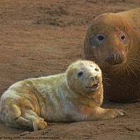 Buy canvas prints of Seal and pup by Alan Kirkby