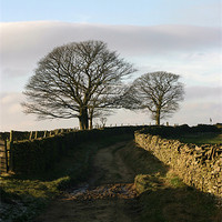 Buy canvas prints of Bridleway by malcolm fish