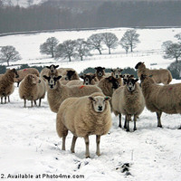 Buy canvas prints of Ewe it's cold out here by malcolm fish