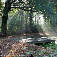 Buy canvas prints of Woodland Sun rays. by malcolm fish