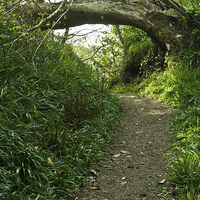 Buy canvas prints of Hobbit Path by malcolm fish