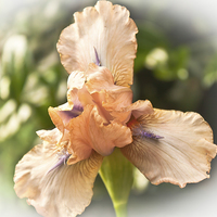 Buy canvas prints of  Bearded Iris by malcolm fish