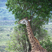 Buy canvas prints of Browsing Giraffe by Helen Massey