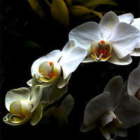 Buy canvas prints of White orchid on dark background by Jasna Buncic
