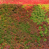 Buy canvas prints of Autumn ivy wall by Jasna Buncic