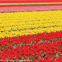 Buy canvas prints of Tulip fields 1 by Jasna Buncic