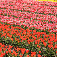 Buy canvas prints of Tulip fields 2 by Jasna Buncic