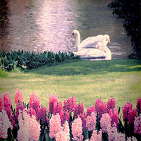 Buy canvas prints of Two Swans by Jasna Buncic