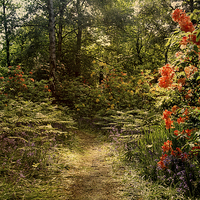 Buy canvas prints of Flower walk by Jasna Buncic