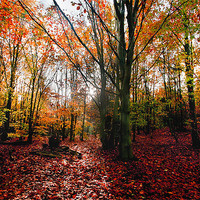 Buy canvas prints of Autumn Woodland by gary davidson