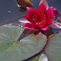 Buy canvas prints of Red Water Lily by Steven Watson