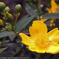 Buy canvas prints of Hypericum Calcynum by Steven Watson