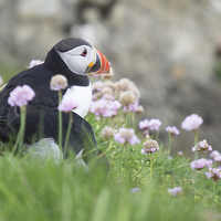 Buy canvas prints of  Puffins  by Steven Watson