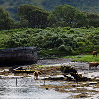 Buy canvas prints of Salt Beef by Steven Watson