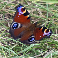 Buy canvas prints of Peacock Butterfly by Steven Watson