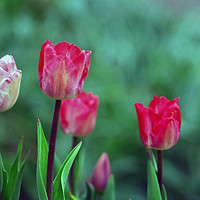 Buy canvas prints of Tulip Time by Steven Watson