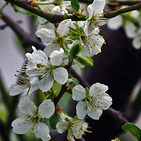 Buy canvas prints of Prunus domestica 