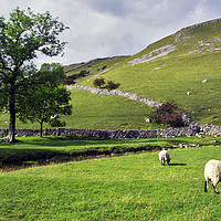 Buy canvas prints of Sheep May Safely Graze by Steven Watson